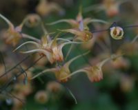 Orange flowers over foliage with brown mottling.